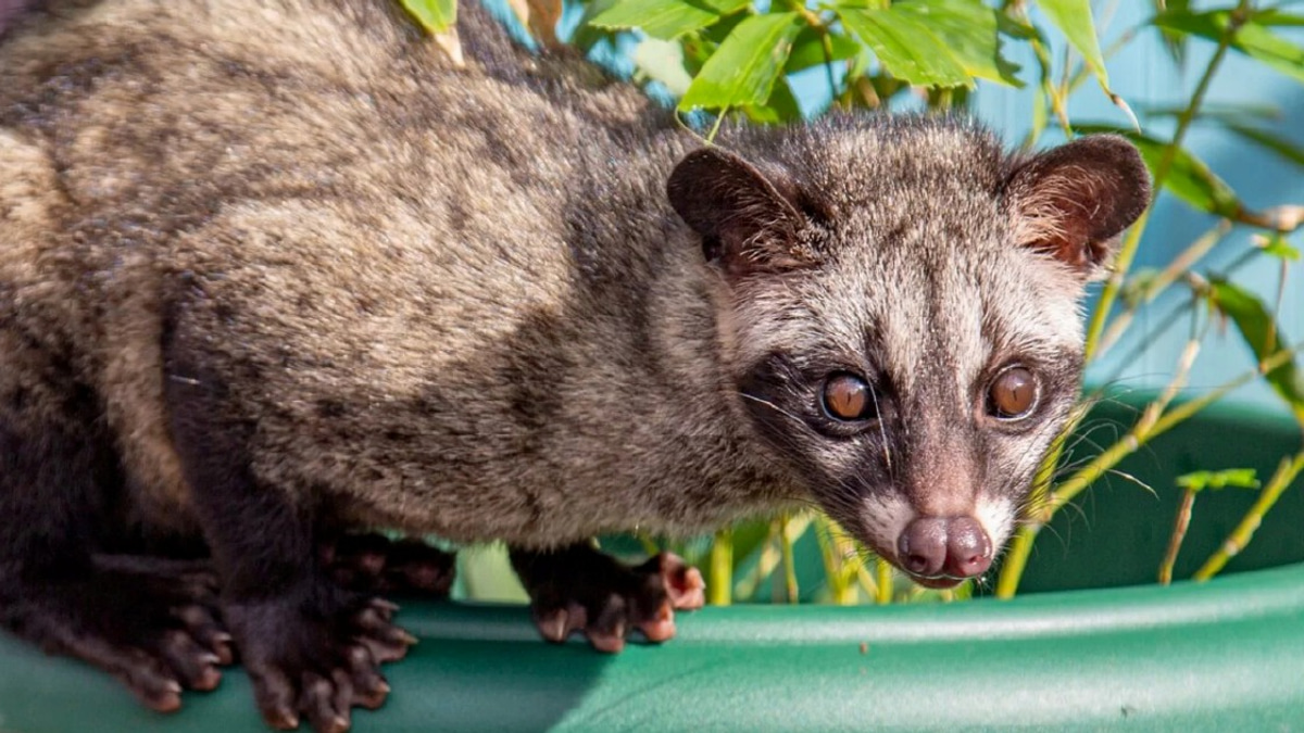 Three detained for keeping endangered palm civet cubs without permits