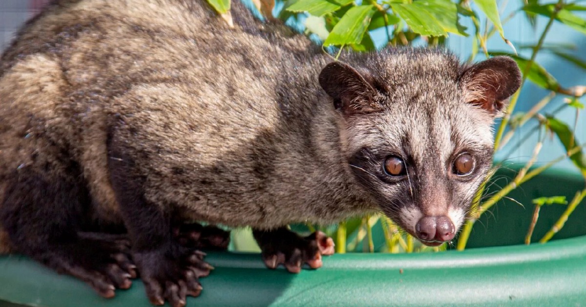Three detained for keeping endangered palm civet cubs without permits