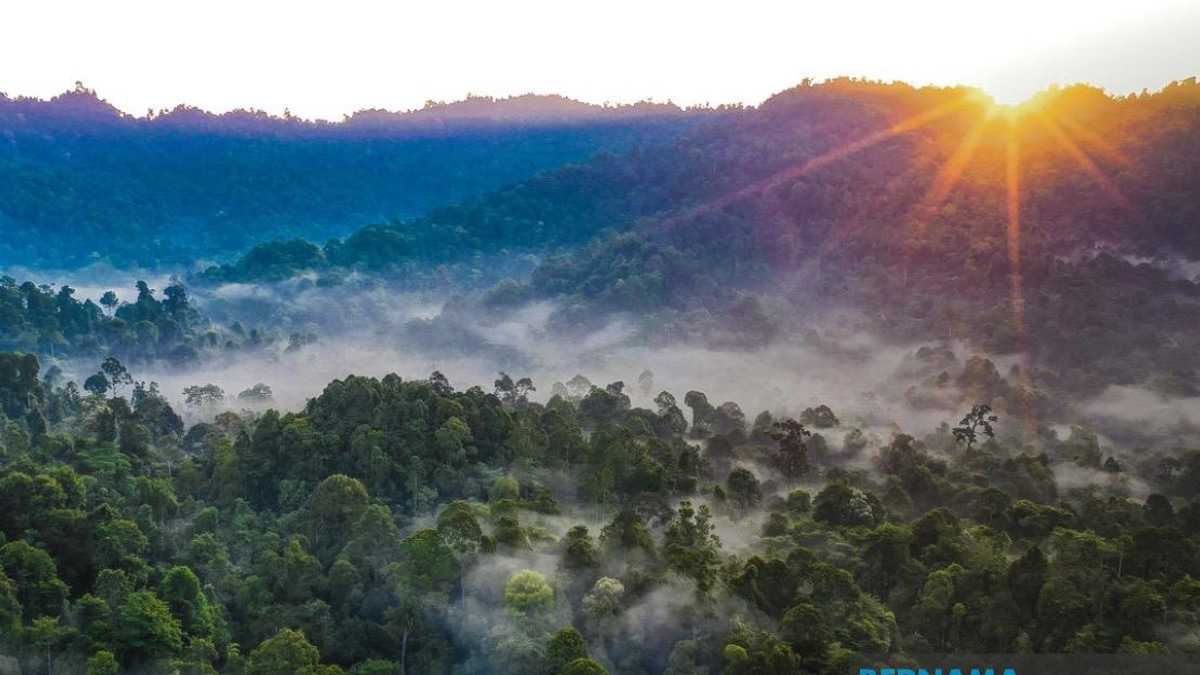 Kelantan Pledges Forest Reserve Replacement for All Degazetted Areas