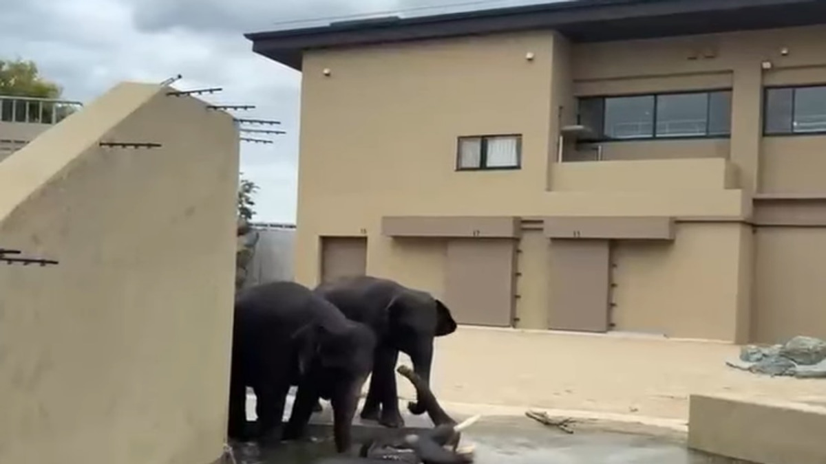 Malaysian Elephants Thriving at Japan Zoo Under International Care Programme