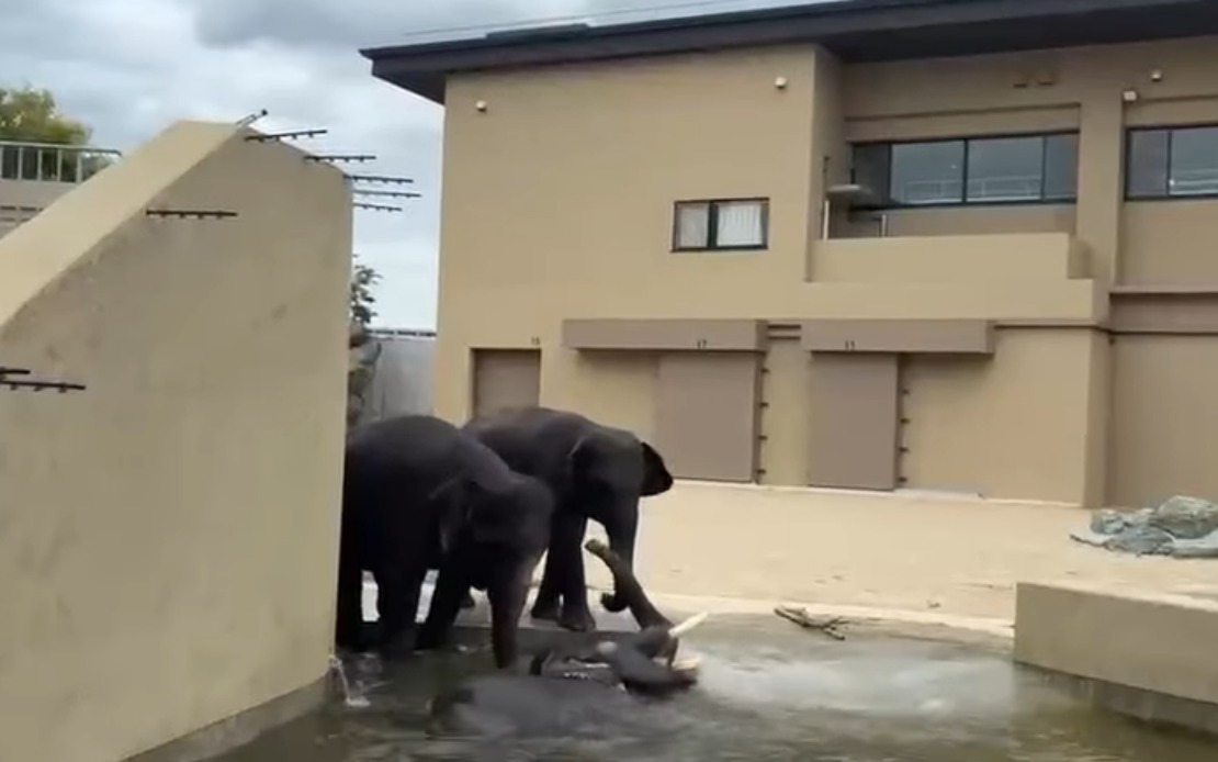 Malaysian Elephants Thriving at Japan Zoo Under International Care Programme