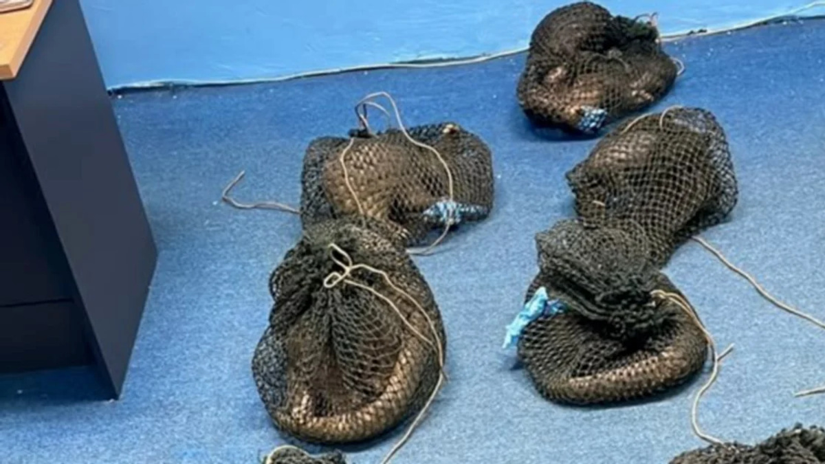Filipino man arrested with 10 live pangolins and elephant tusk in Sabah operation