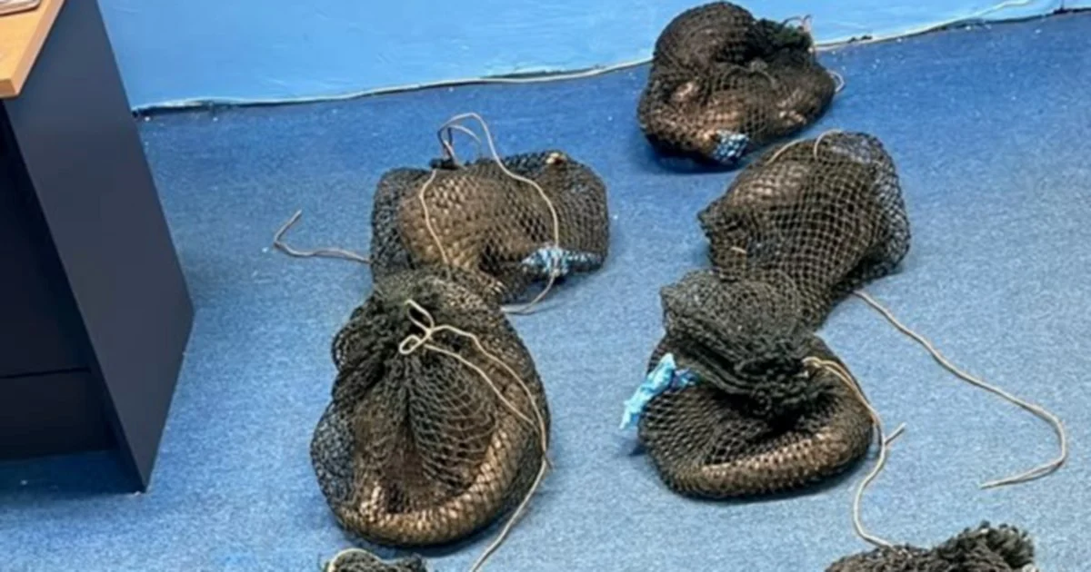 Filipino man arrested with 10 live pangolins and elephant tusk in Sabah operation