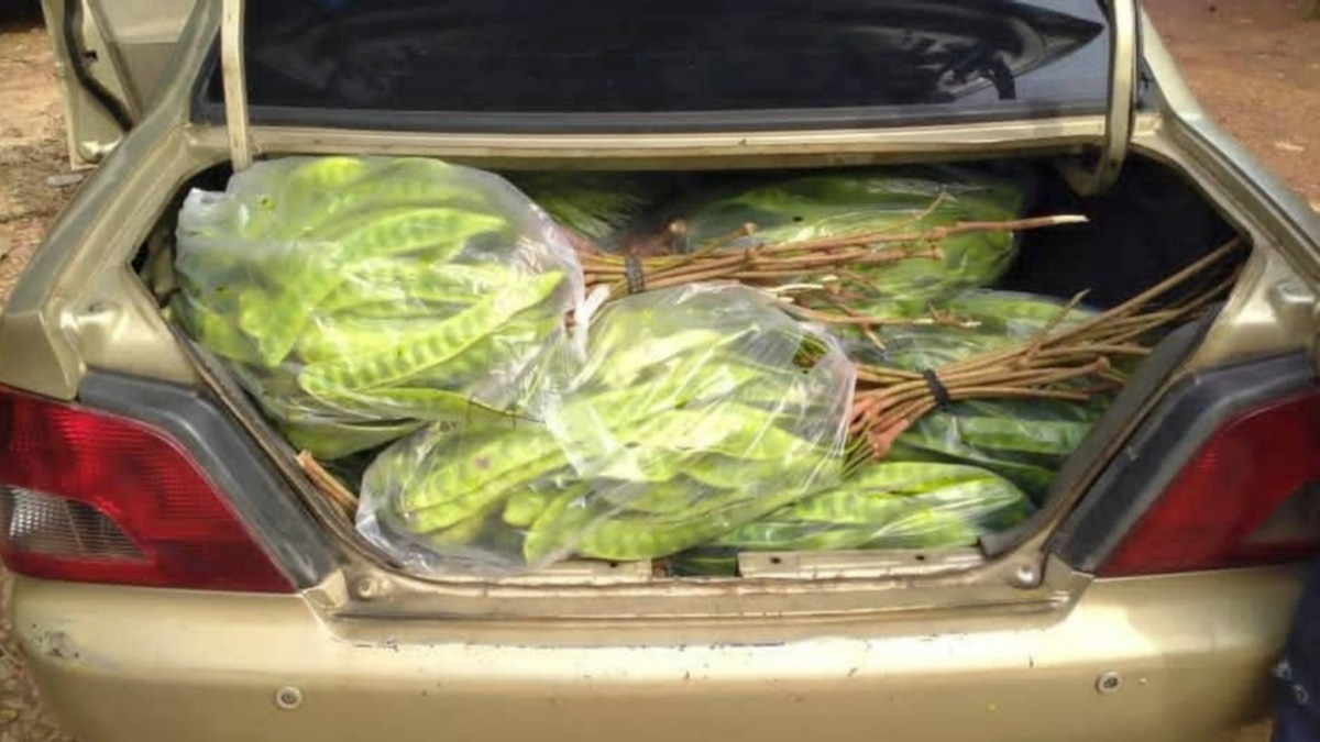 Thai national arrested for smuggling RM8,000 worth of petai and pomelos through illegal jetty