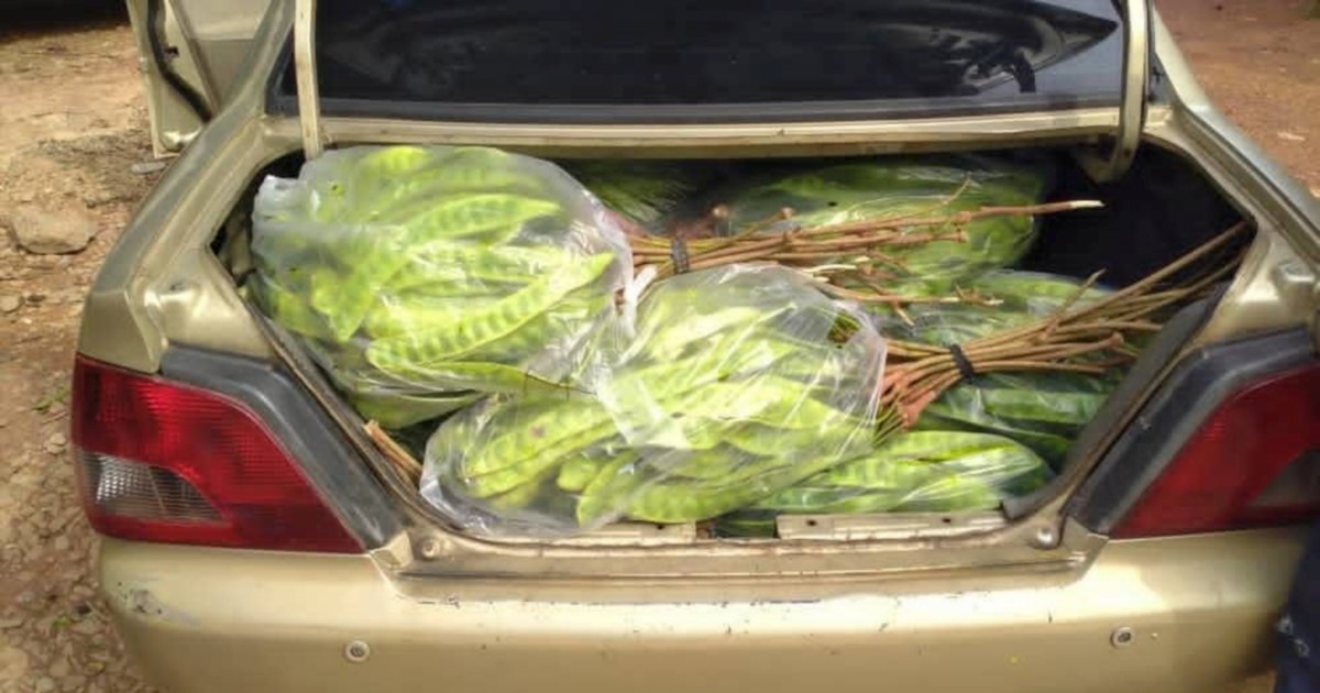 Thai national arrested for smuggling RM8,000 worth of petai and pomelos through illegal jetty