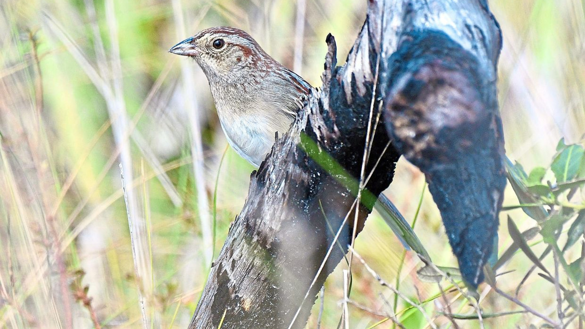 How Environmental Factors Shape Bird Communication and Cultural Evolution
