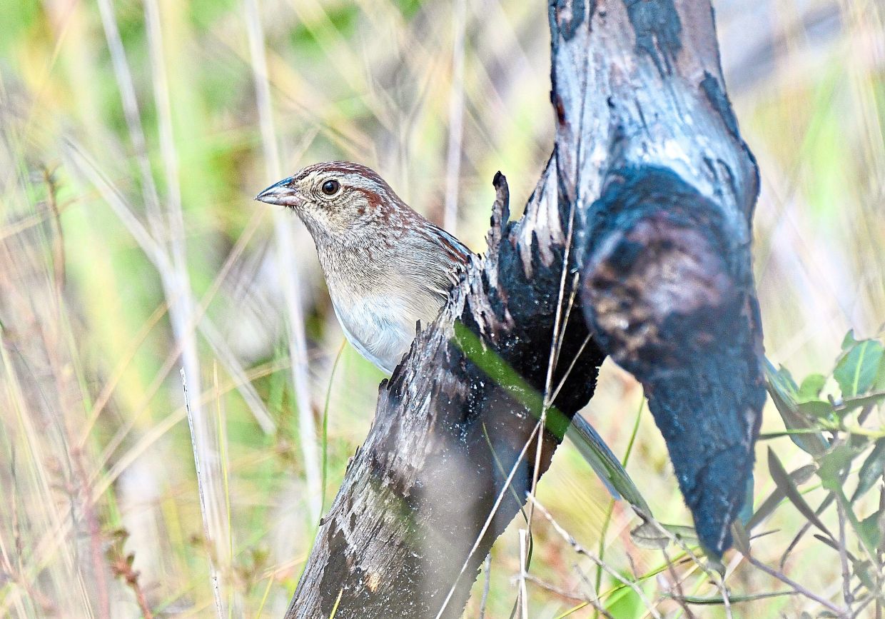 How Environmental Factors Shape Bird Communication and Cultural Evolution