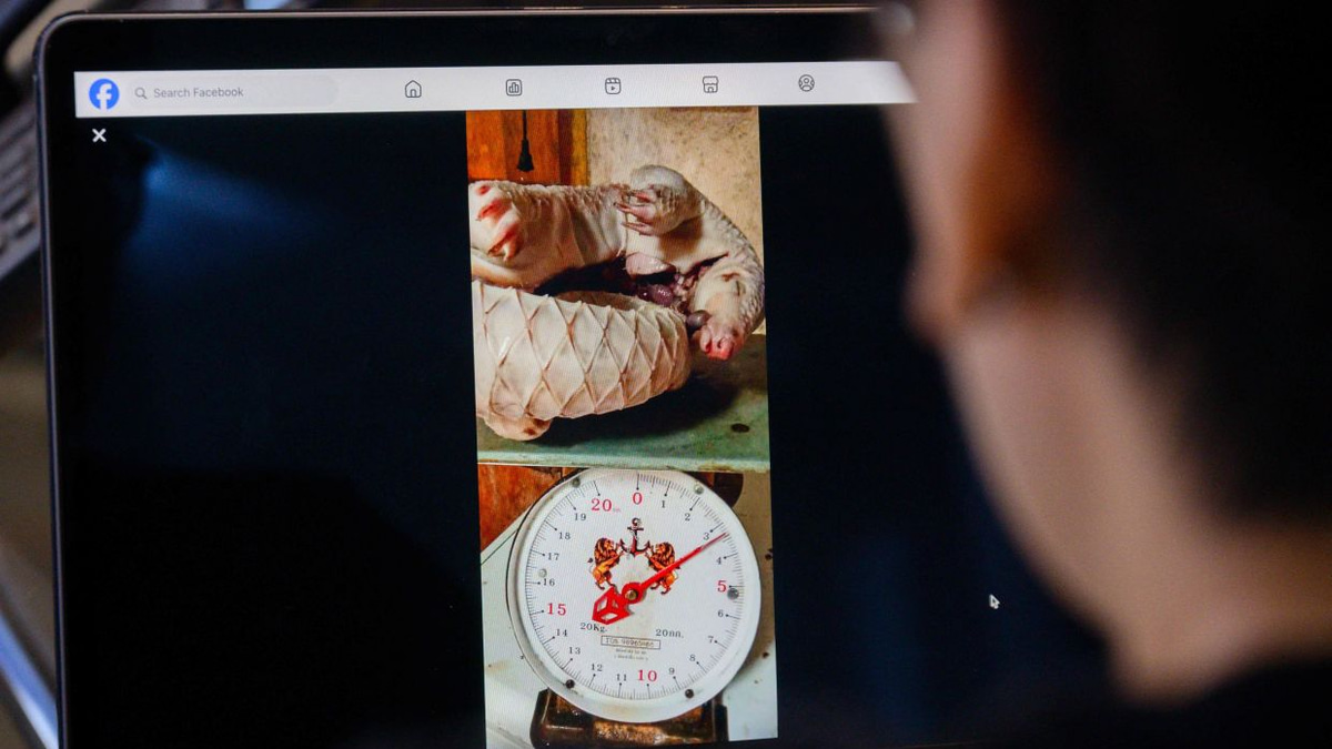 Facebook's Failure to Police Illegal Wildlife Trade Fuels Trafficking Across Southeast Asia