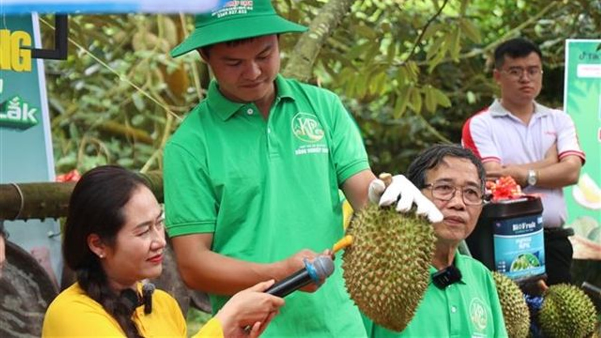 Vietnam's Durian Boom Exposes Certification System Weaknesses as Corruption Crackdown Intensifies