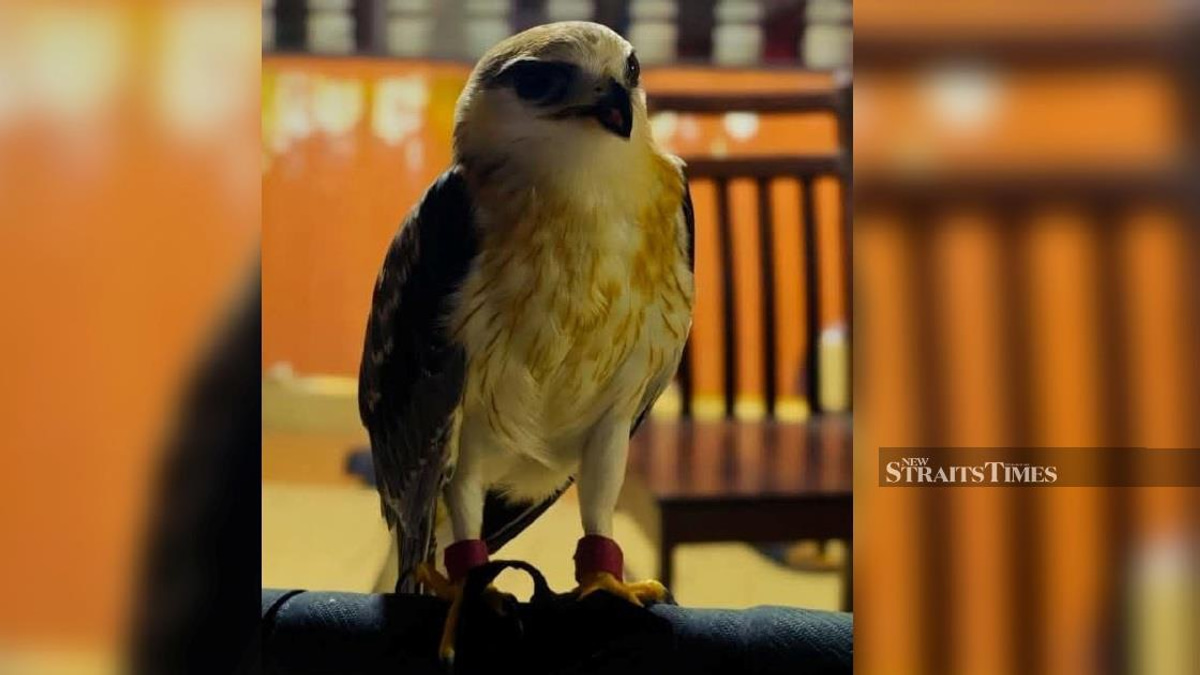 RM100,000 Rare Bird Seized in Kapar; Man Arrested for Possession Without Licence