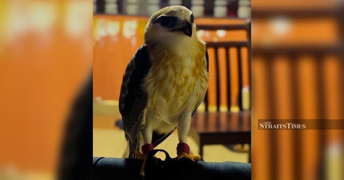 RM100,000 Rare Bird Seized in Kapar; Man Arrested for Possession Without Licence