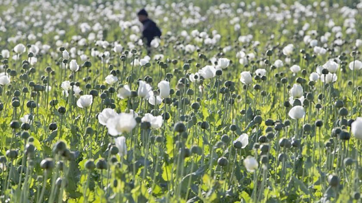 Myanmar Police Seize 17.6kg of Heroin and Million Stimulant Pills in Major Drug Bust