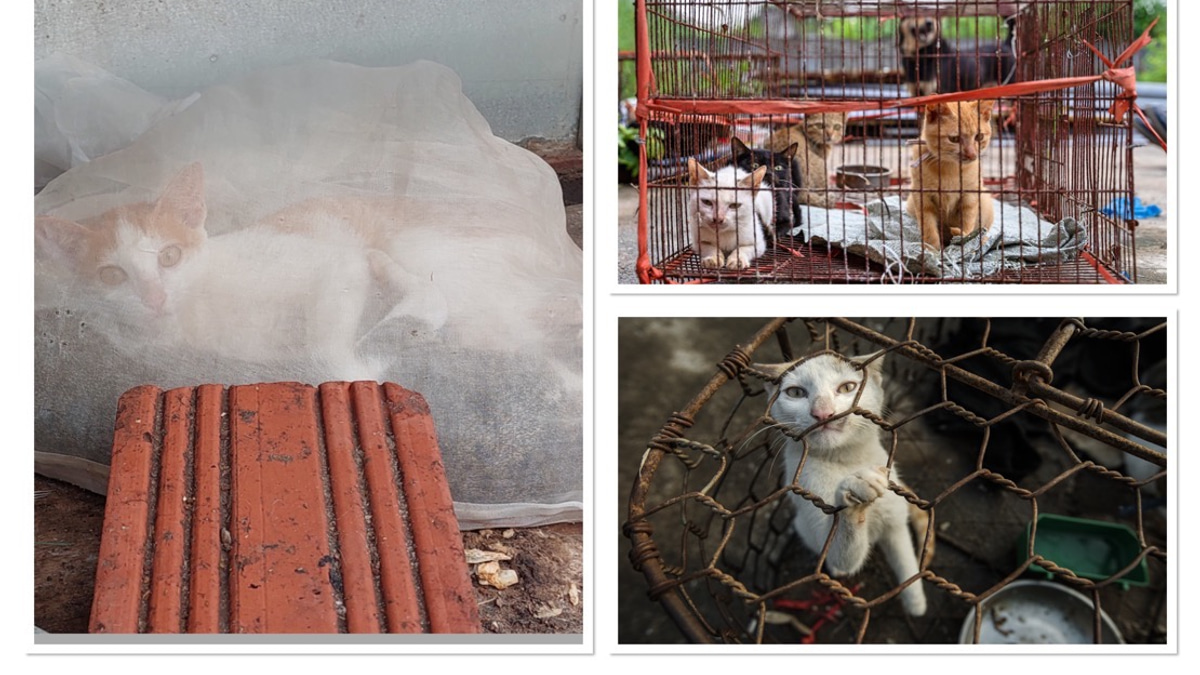 Superstition Drives Brutal Cat Meat Trade Across Indochina Despite Public Opposition