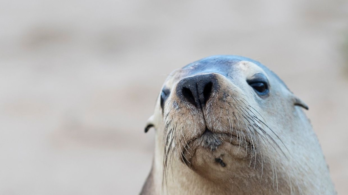H5N1 bird flu spreading in South Australia poses 'almost certain' threat to endangered sea lions