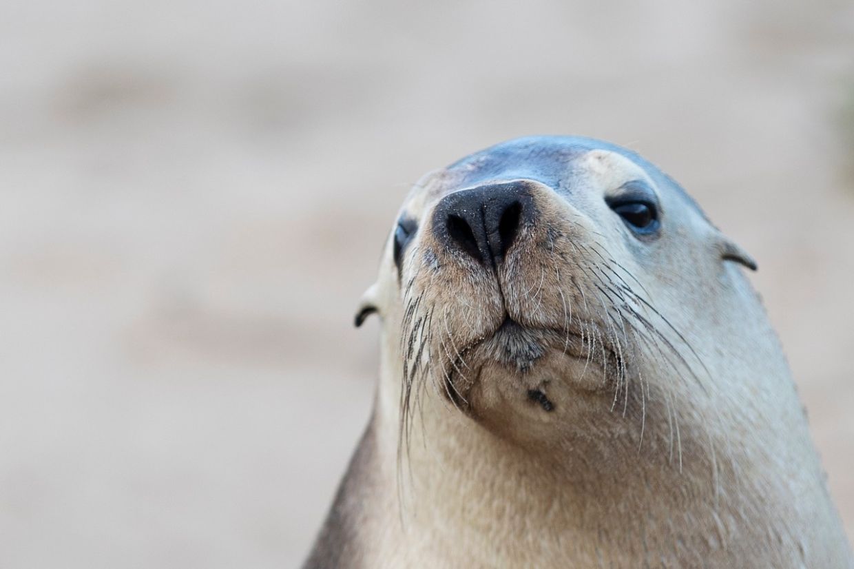 H5N1 bird flu spreading in South Australia poses 'almost certain' threat to endangered sea lions