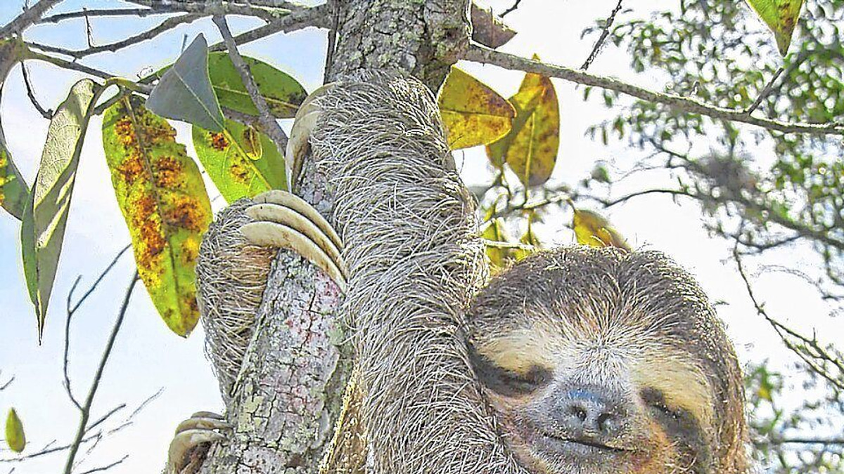 Sloth Genome Study Offers Fresh Insights into Ageing and Metabolic Disease