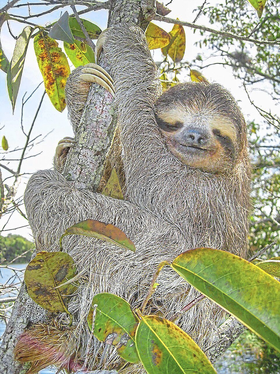 Sloth Genome Study Offers Fresh Insights into Ageing and Metabolic Disease