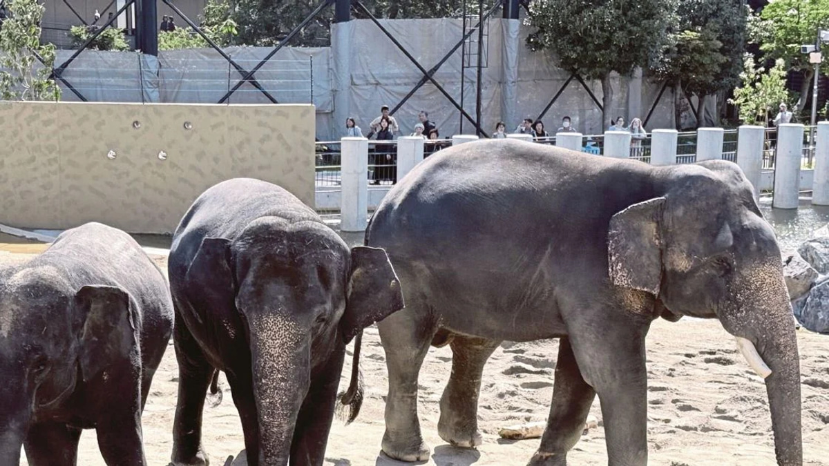 MACC Opens Inquiry Into Zoo Taiping Elephant Transfer to Japan