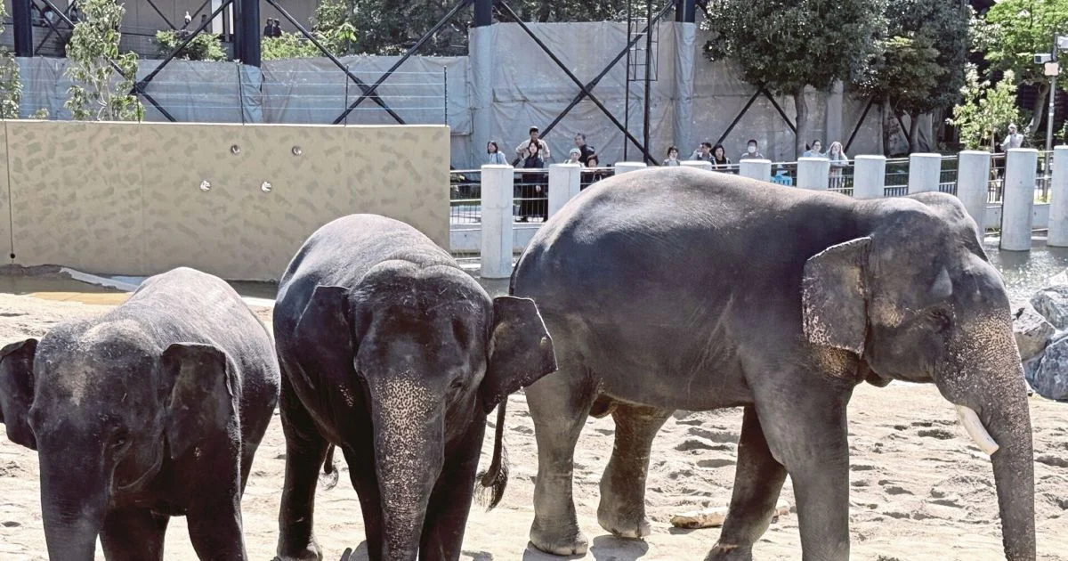 MACC Opens Inquiry Into Zoo Taiping Elephant Transfer to Japan
