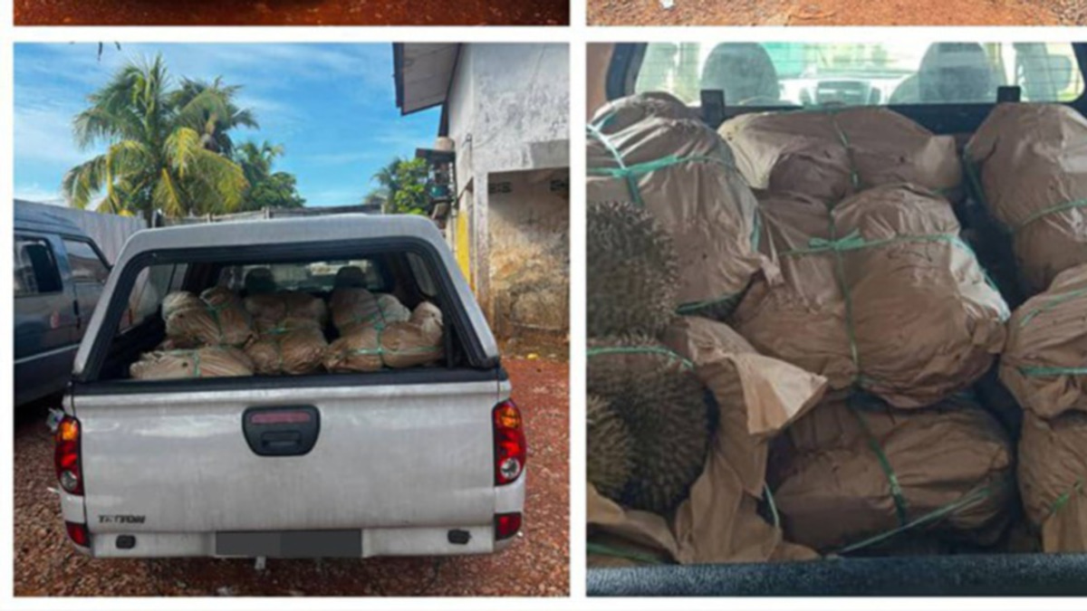 Police seize RM50,000 in smuggled durians at Kelantan jetty, driver arrested