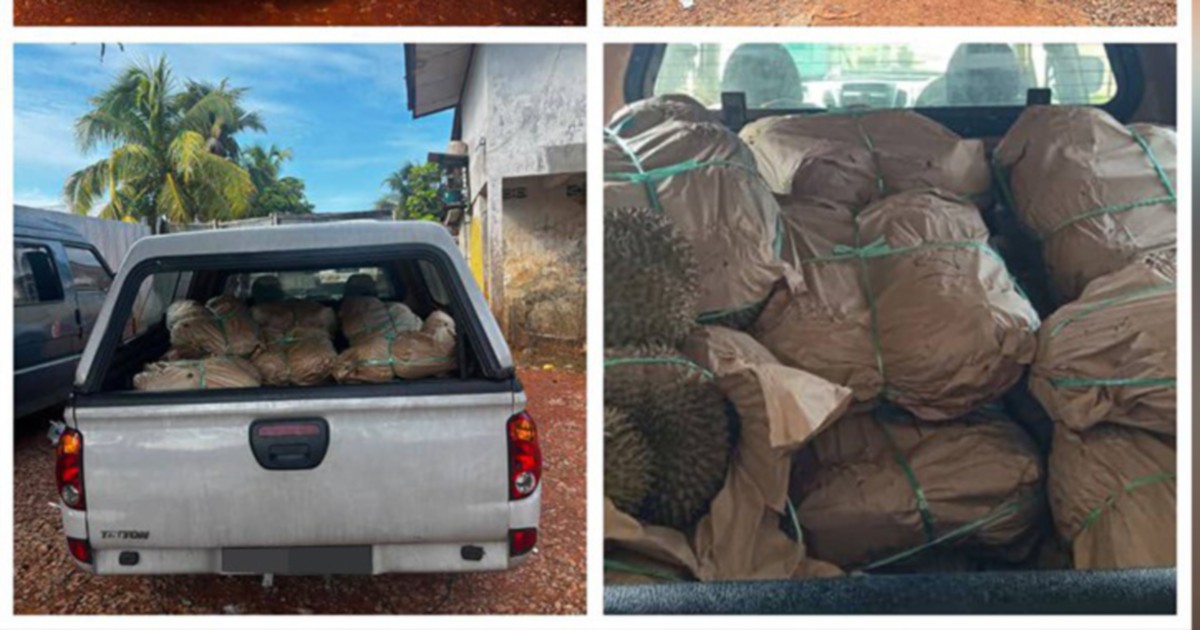 Police seize RM50,000 in smuggled durians at Kelantan jetty, driver arrested