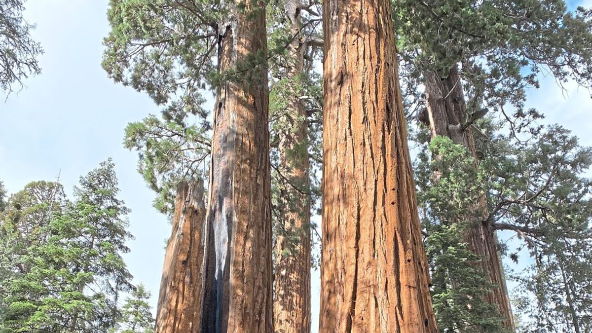 California's Giant Sequoias Get a Fighting Chance as Massive Restoration Begins