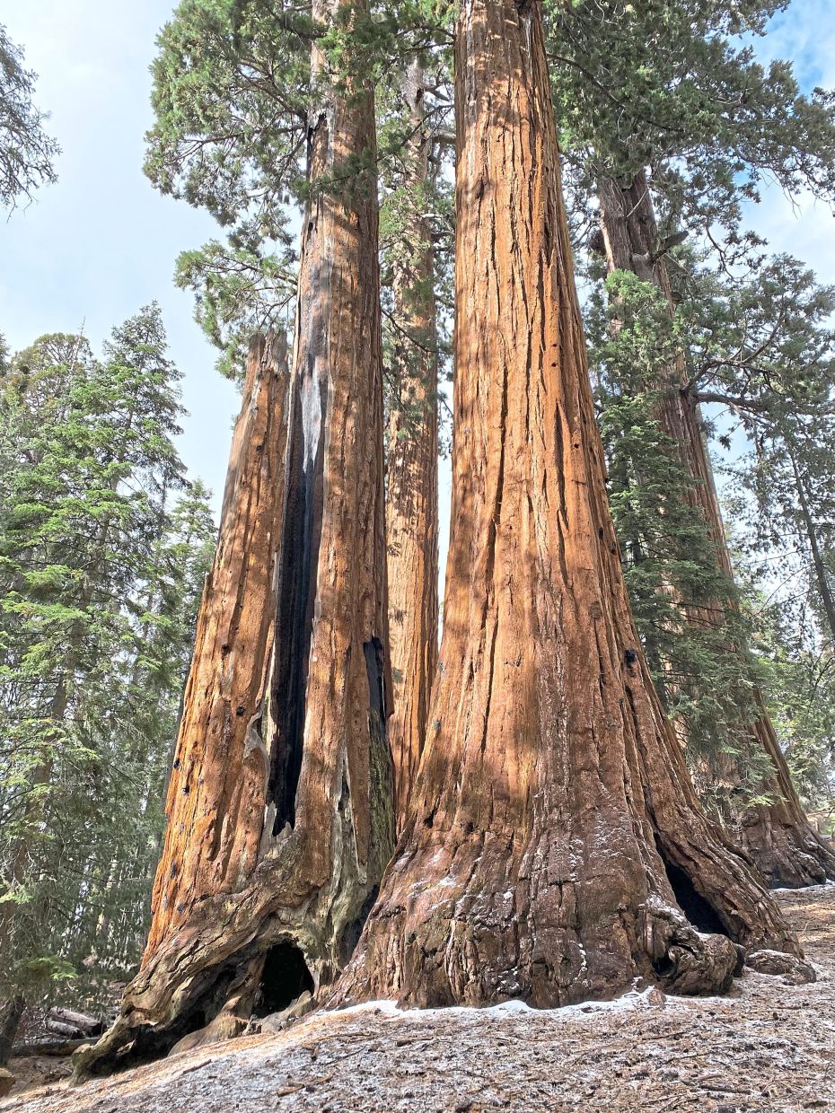 California's Giant Sequoias Get a Fighting Chance as Massive Restoration Begins