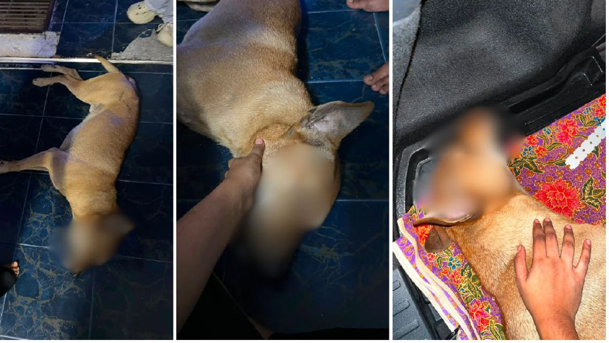 Police launch investigation into dog death during stray capture in Port Klang