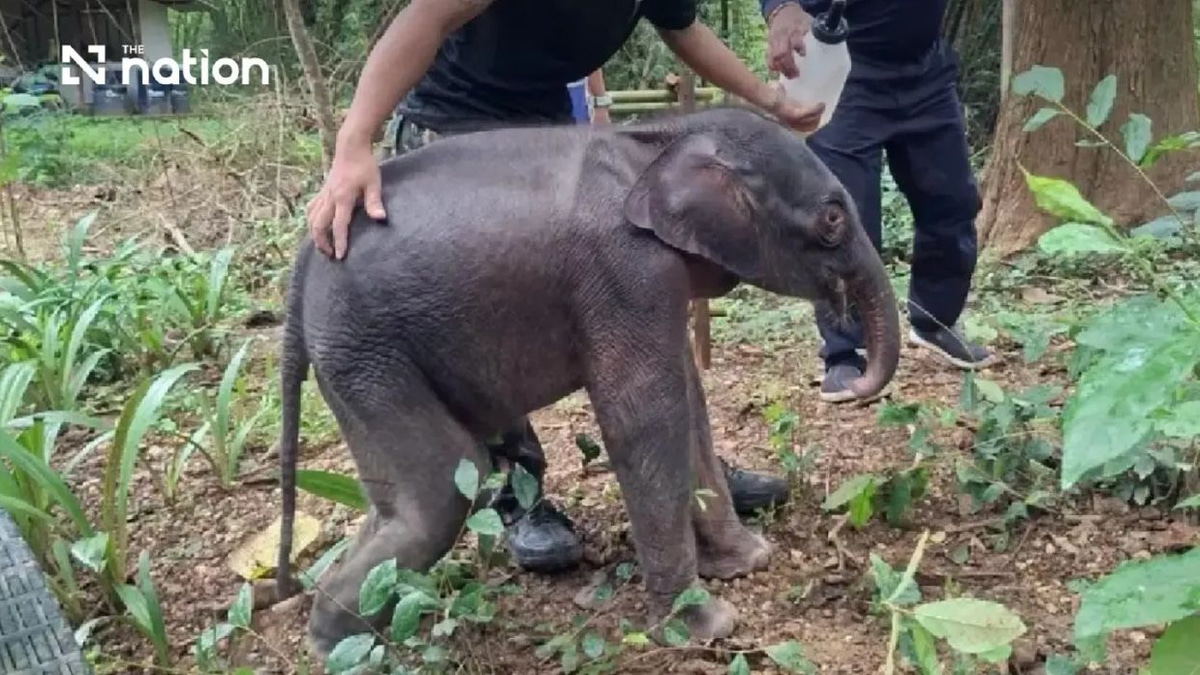 Thai Authorities Battle to Save Orphaned Elephant Calf Found Critically Ill in Kanchanaburi