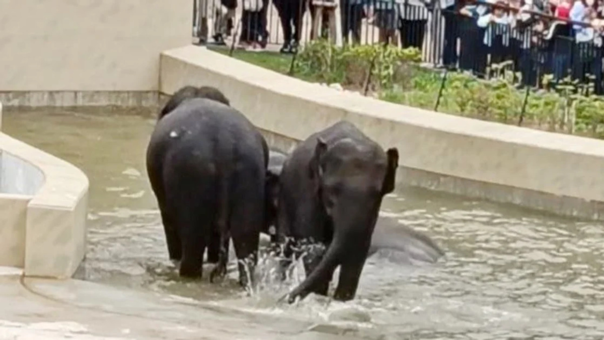 MACC's Taiping Zoo Elephant Inquiry Confined to Document Review