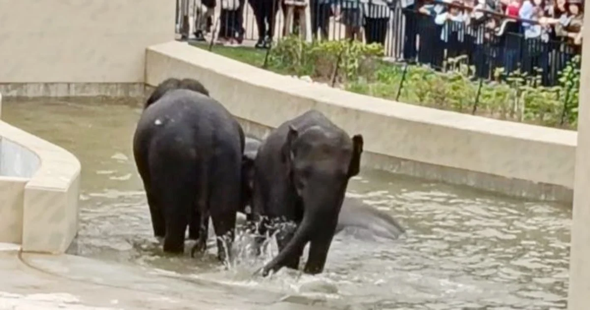 MACC's Taiping Zoo Elephant Inquiry Confined to Document Review
