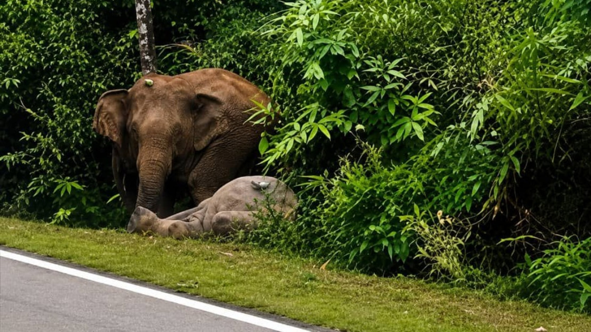 Mother Elephant's Vigil: Johor Tragedy Echoes Perak's Heartbreaking Gerik Incident
