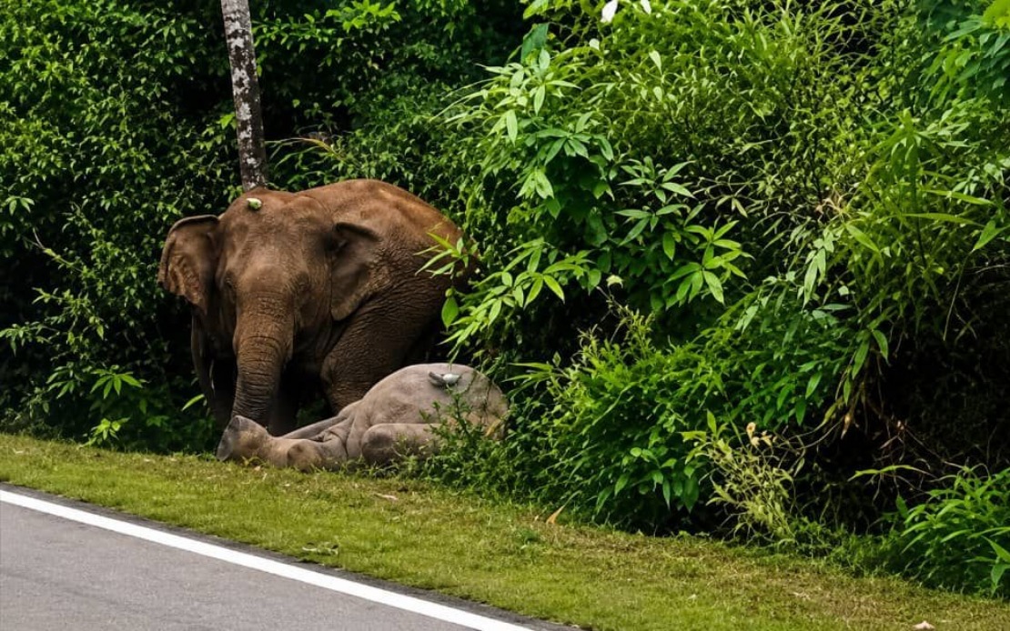 Mother Elephant's Vigil: Johor Tragedy Echoes Perak's Heartbreaking Gerik Incident