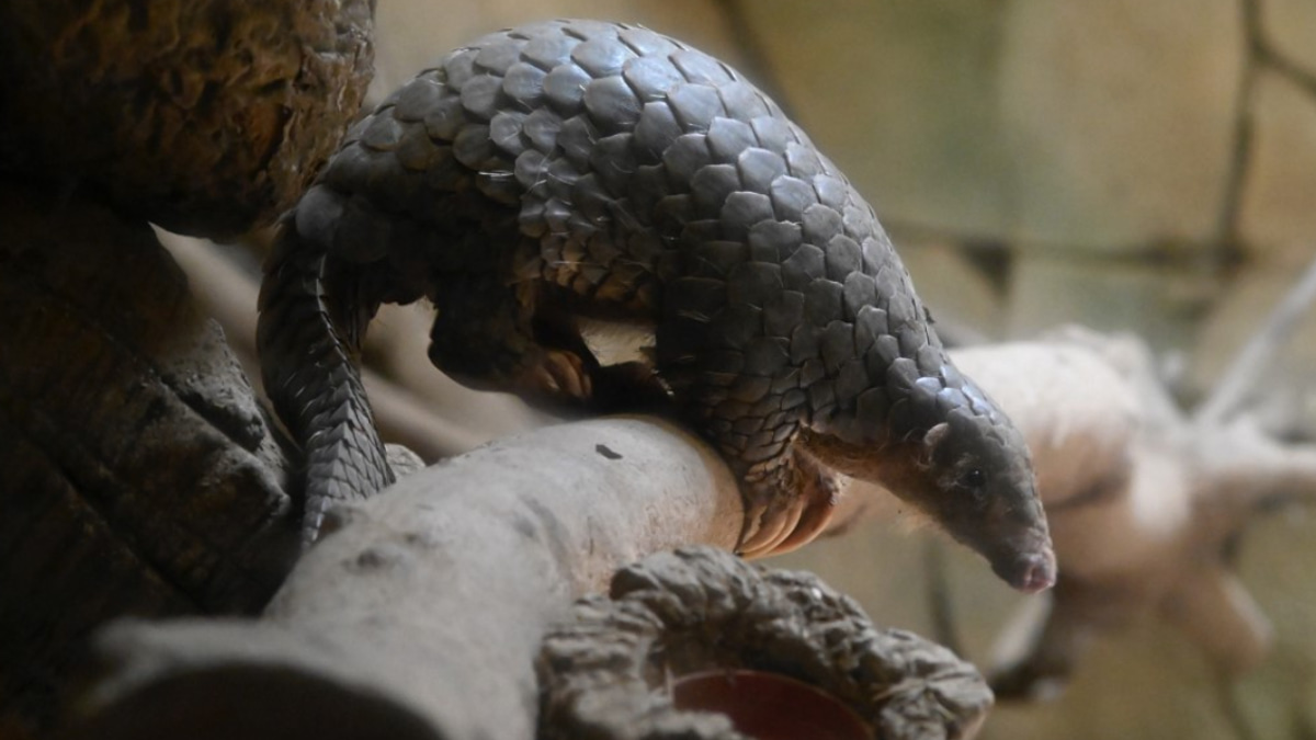 Indonesia Arrests Pangolin Trafficking Suspect as Ministry Escalates War on Wildlife Smuggling Networks