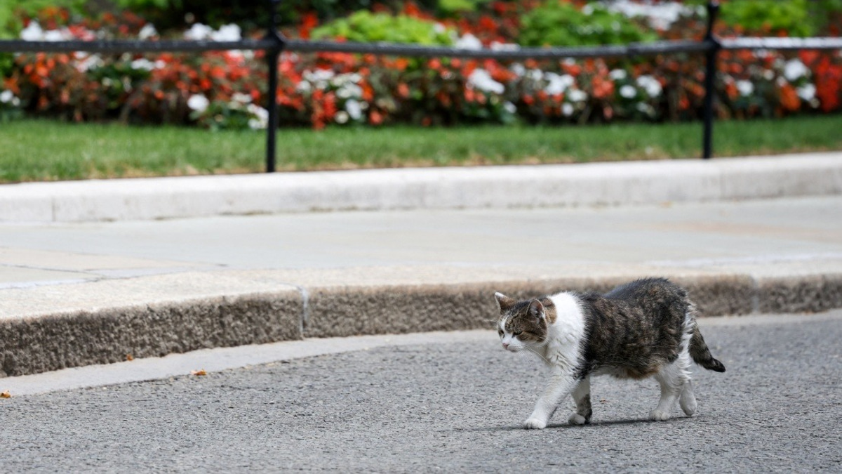 Larry the Cat Witnesses Sixth Change of Guard at 10 Downing Street