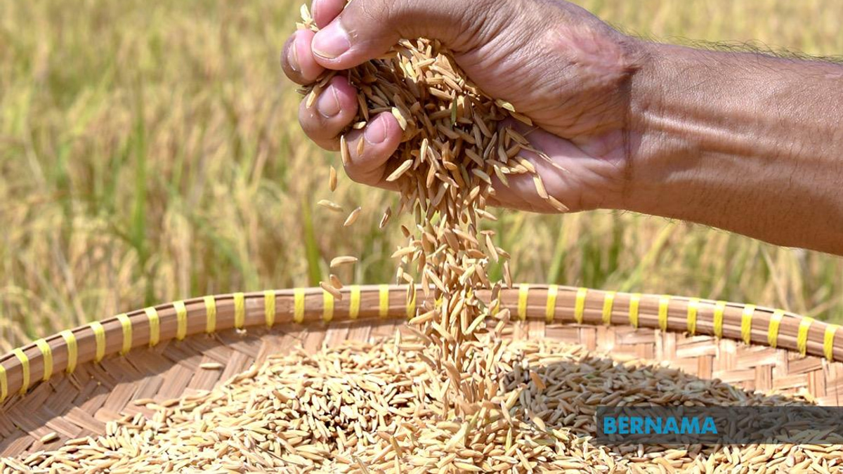 Indonesia Pushes Forward With Rice Export Plans To Malaysia And Singapore