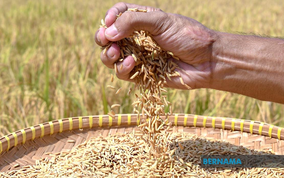 Indonesia Pushes Forward With Rice Export Plans To Malaysia And Singapore