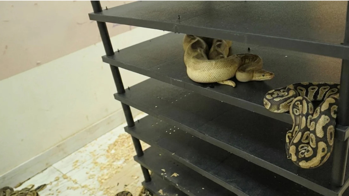 Chinese Man Sentenced to Prison for Illegal Breeding of 300 Pythons Discovered via Electricity Usage