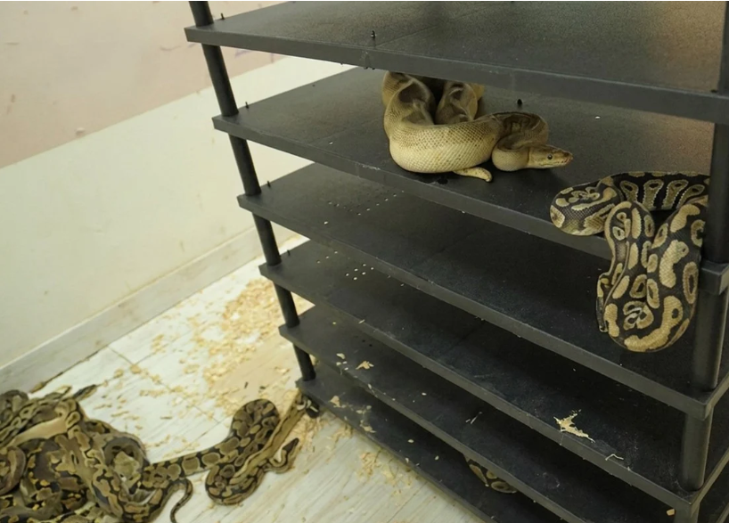 Chinese Man Sentenced to Prison for Illegal Breeding of 300 Pythons Discovered via Electricity Usage