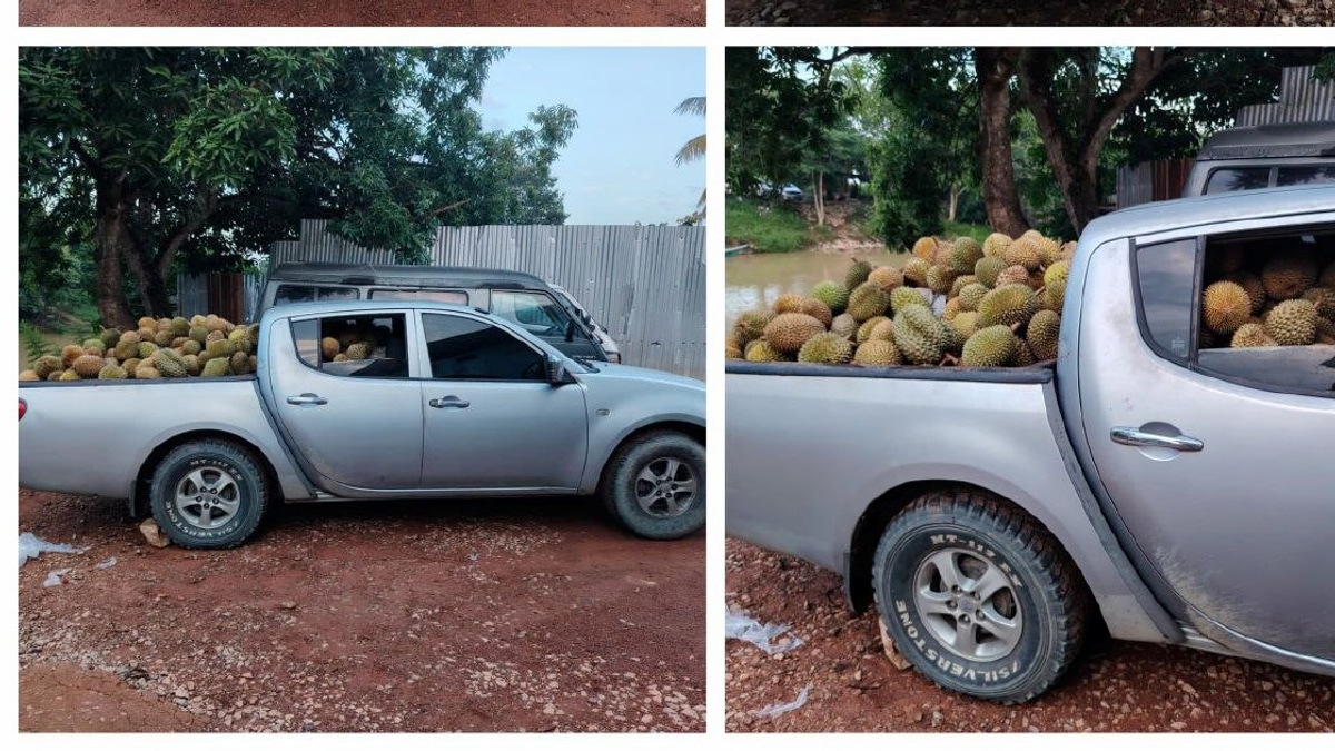 Part-time Driver Arrested with 700kg of Smuggled Durians Worth Tens of Thousands