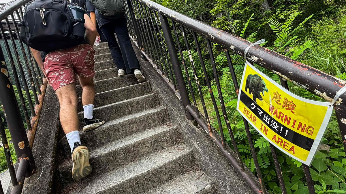 Japan launches massive bear survey as mountain attacks intensify