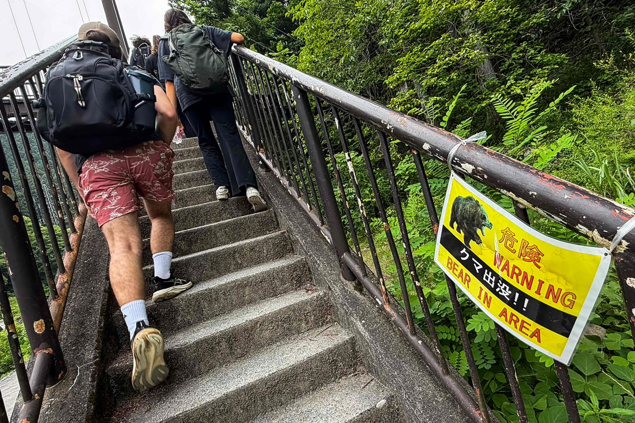 Japan launches massive bear survey as mountain attacks intensify