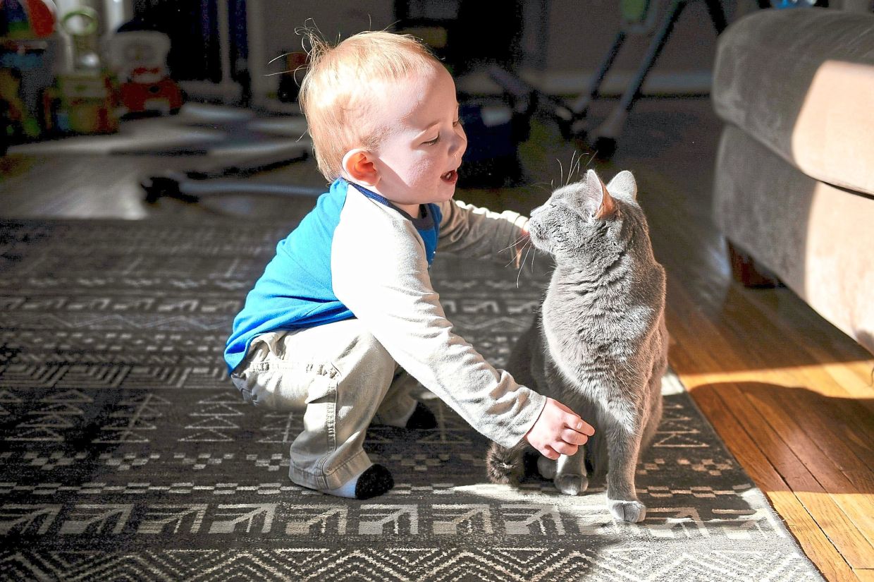 Swedish study finds pet cats do not worsen asthma in children