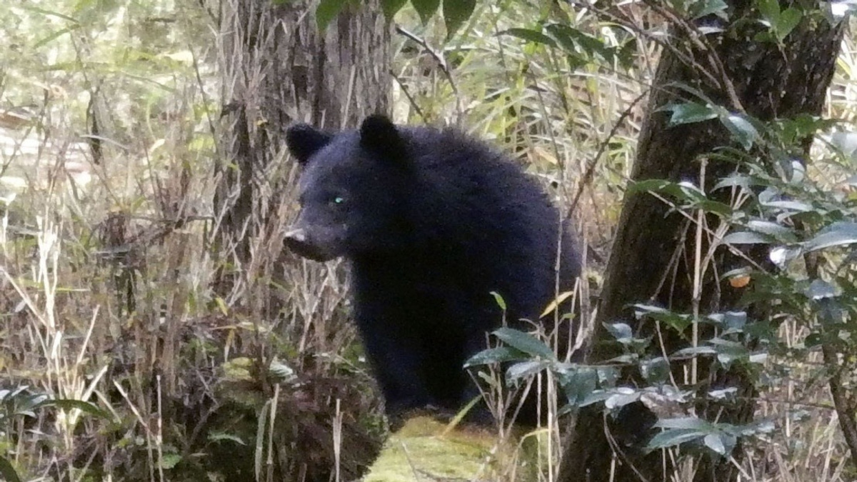 Over 40% of Japan's Local Governments Struggle With Abusive Bear-Related Complaints