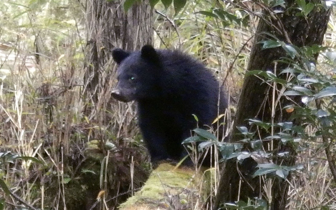 Over 40% of Japan's Local Governments Struggle With Abusive Bear-Related Complaints