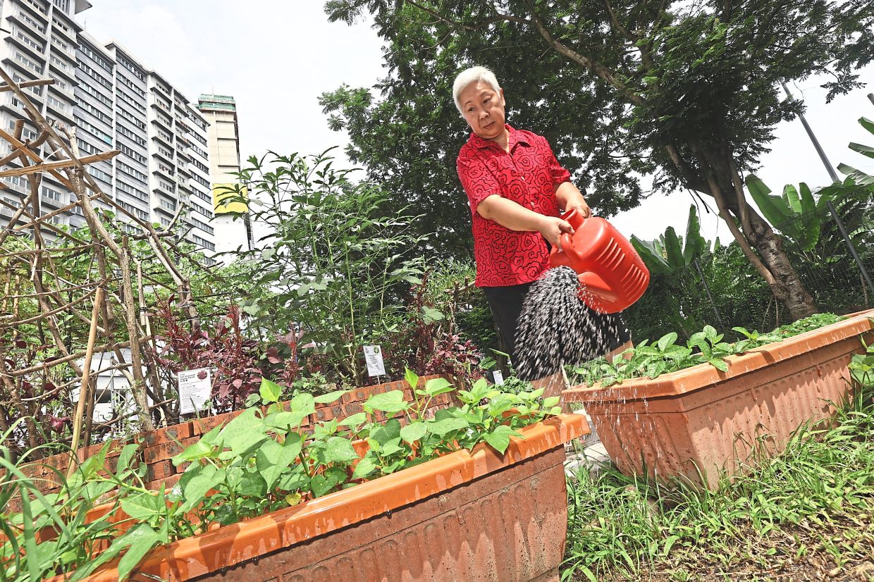From Wasteland to Wellness: How Kuala Lumpur's Food Forest is Transforming Senior Living