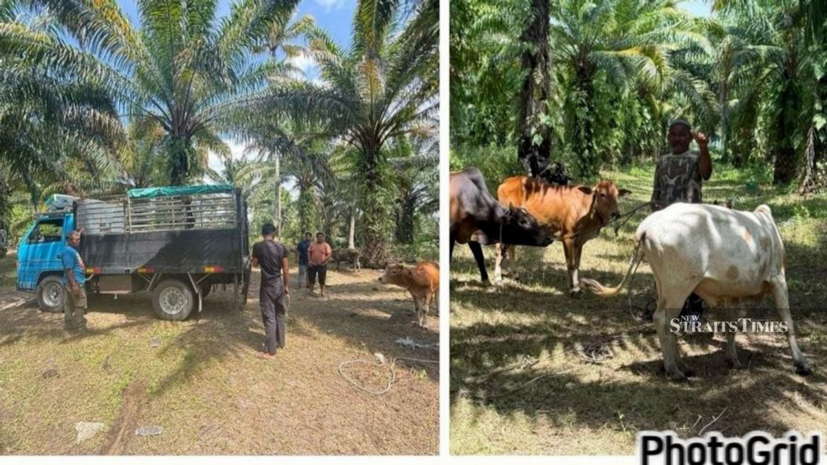 Police dismantle cattle theft ring, recover RM96,000 in livestock across East Coast