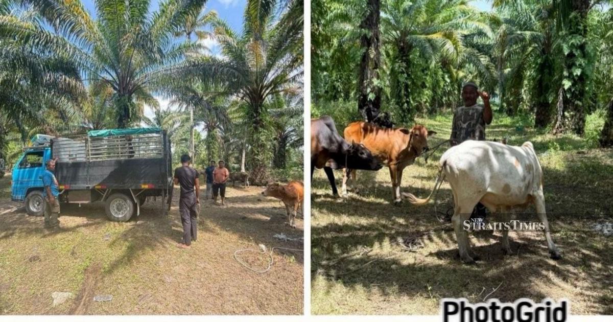 Police dismantle cattle theft ring, recover RM96,000 in livestock across East Coast