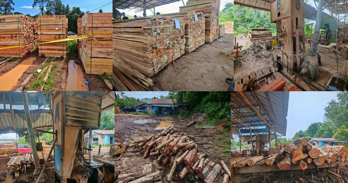 Four arrested in Kelantan timber raid; RM600,000 in illegal logs and equipment seized