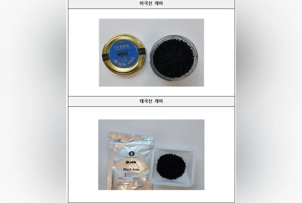South Korean Michelin-starred chef faces prison over banned ant garnish in sorbet